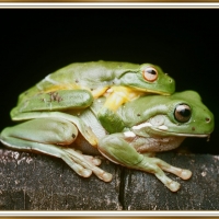 PAIR OF FROGS