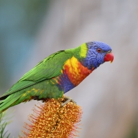 Rainbow Lorikeet