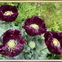 POPPY FLOWERS