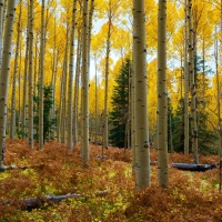 Aspen Grove Near Flagstaff, Arizona