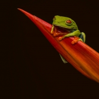 Red-eyed Tree Frog