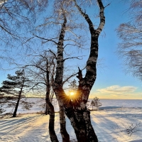 winter scene