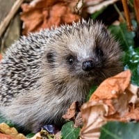 Hedgehog