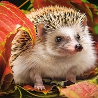 Hedgehog