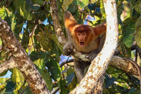 Stop and stare Proboscis Monkey by Andy Evans - proboscis monkey, tree, animal, face, nature, funny, maimuta