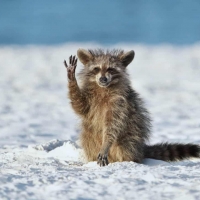 Hello, Everyone! by Miroslav Srb