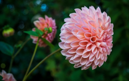 Pink Dahlia - Flowers & Nature Background Wallpapers on Desktop Nexus