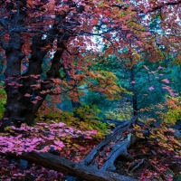 Autumn in Tonto National Forest, Arizona