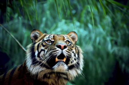 Tiger - animal, green, face, tigru, tiger, big cat