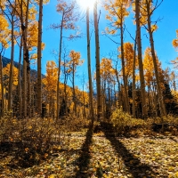 Aspen Grove Near Moab, Utah