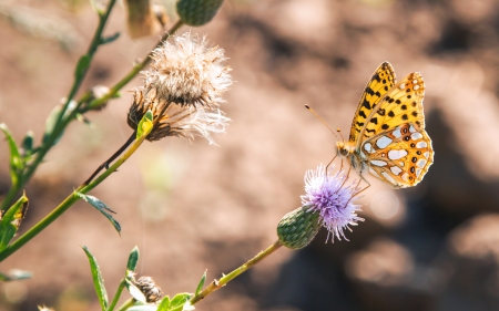 Argynnis Butterfly - animal, argynnis, butterfly, insect