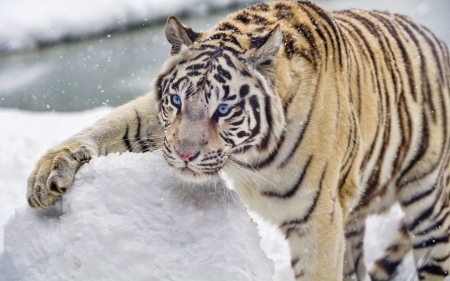 Bengal Tiger - bengal, animal, tiger, cat