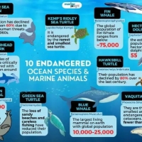 10 Endangered Ocean Species and Marine Animals