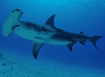 Hammerhead Shark (Sphyrna mokarran) - hammerhead shark, marine animals, shaks, sphyrna mokarran