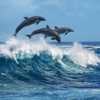 Dolphins