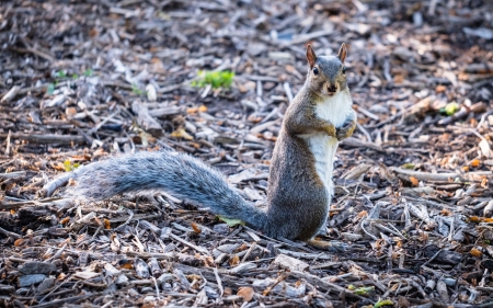 Squirrel - cute, animal, rodent, squirrel
