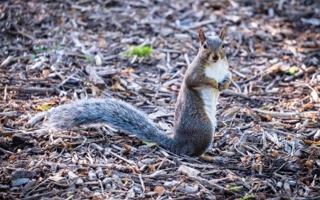 Squirrel - cute, rodent, animal, squirrel