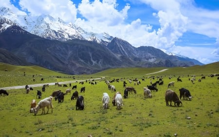 Goats Pakistan - goats, pakistan, animal, mountains