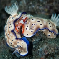 Nudibranch With a Shrimp Partner