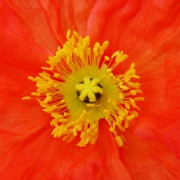 Poppy