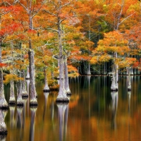 Cypresses at Fall, Georgia