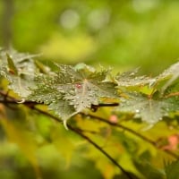 Water Drops on Leaves