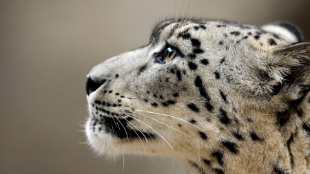 Snow Leopard - animal, nature, snow leopard, face, big cat