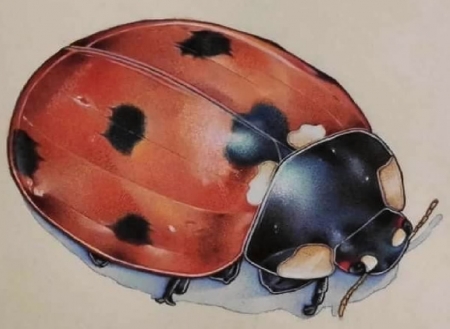 Ladybug