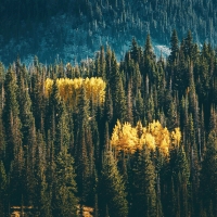 Little pop of color, Guardsman's Pass, Utah