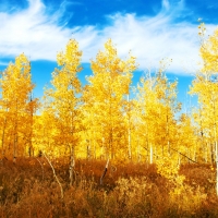 Aspen Grove, Uinta National Forest, Utah