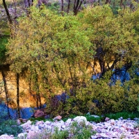 Reflection on Verde River, Arizona