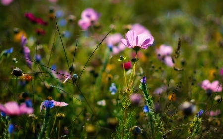 Cosmos - flower, cosmos, nature, plant