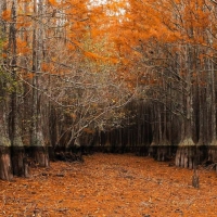 Drained Cypress Lake, Georgia