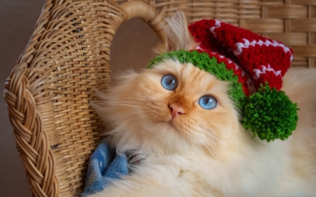 :) - pisici, craciun, christmas, cute, face, cat, elf, hat, funny