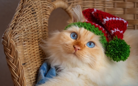 :) - hat, cat, elf, christmas, craciun, funny, cute, pisici, face