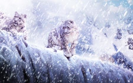 Snow leopards - blue, winter, white, pisici, art, iarna, cat, snow leopard