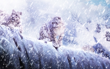 Snow leopards - white, winter, blue, snow leopard, iarna, pisici, art, cat