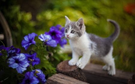:) - kitten, summer, pisici, flower, garden, cat, iuri korotun, vara