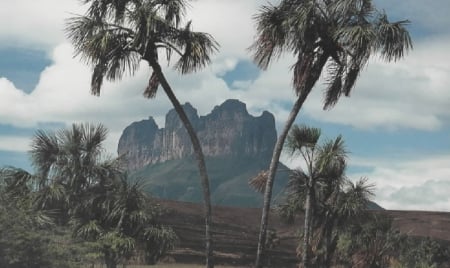 Canaima National Park in Bolivar State, Venezuela - Mountain, palms, Canaima, National Park