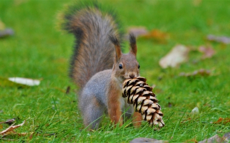 Squirrel - grass, squirrel, green, animal, cone pine, veverita