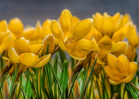 Crocuses - primavara, nature, yellow, spring, flower, crocus, brebenel