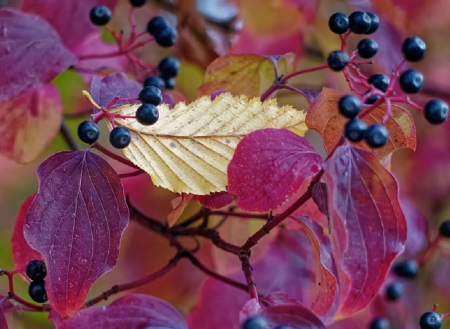 Plant with fruits - Plant, Botanics, Fruit, Red Leaf