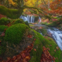 Autumn Forest in Spain