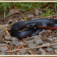 RED BELLY SNAKE