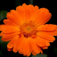 Orange Flower