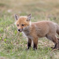Fox Cub
