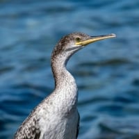 Cormorant