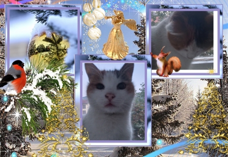 Winter is coming - Cute, Snow, Sweet, Cats, Winter