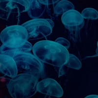 Jellyfish