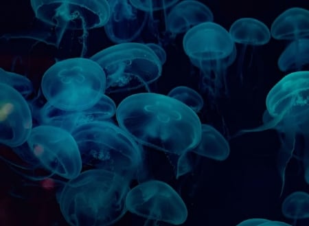 Jellyfish - Other & Animals Background Wallpapers on Desktop Nexus ...